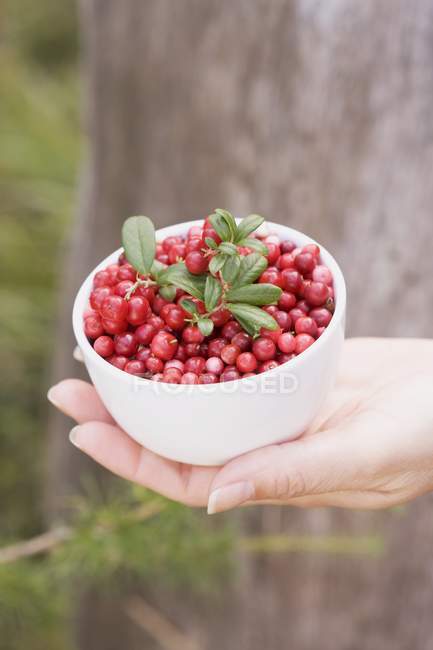 Female hand holding bowl of lingonberries — Stock Photo