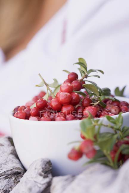Fresh picked lingonberries — Stock Photo