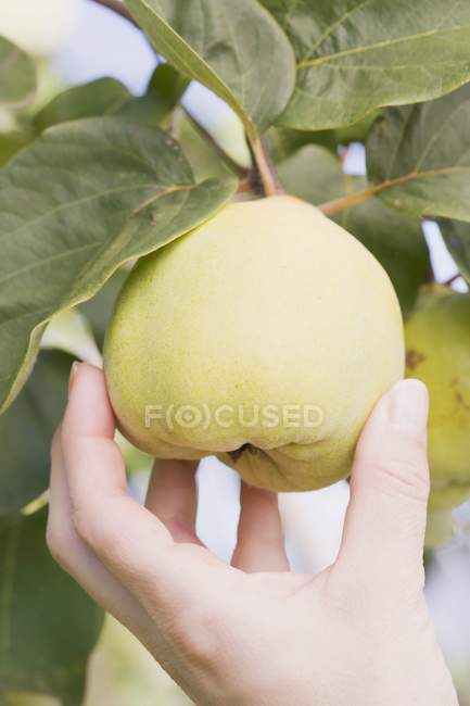 Mano femminile che raggiunge per la mela cotogna — Foto stock