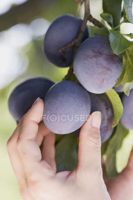 Female hand holding plum on tree — Stock Photo