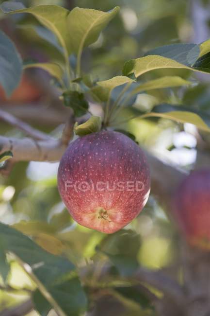 Manzana roja madura fresca - foto de stock