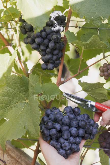 Woman collecting black grapes — Stock Photo