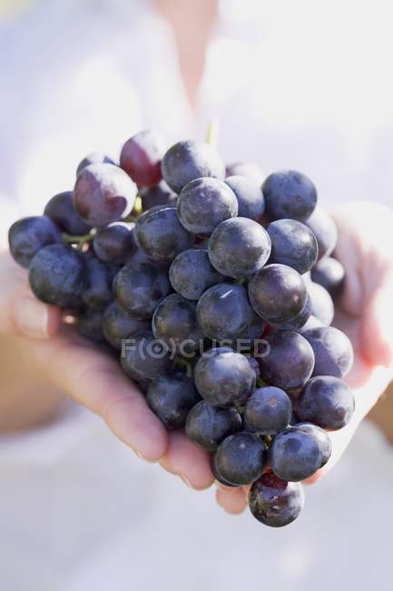 Female hands holding bunch grapes — Stock Photo