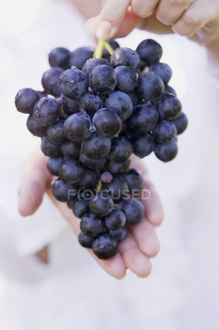 Mains féminines tenant des raisins grappes — Photo de stock