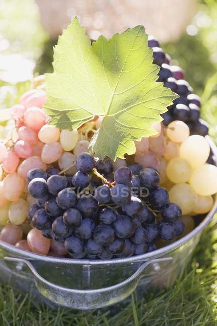 Green and black grapes — Stock Photo