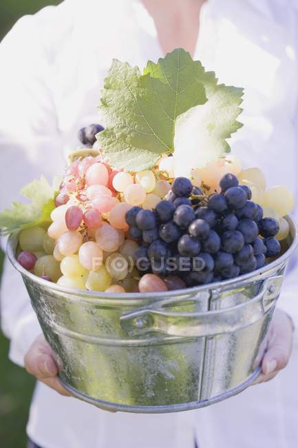 Mujer sosteniendo cubo con uvas - foto de stock