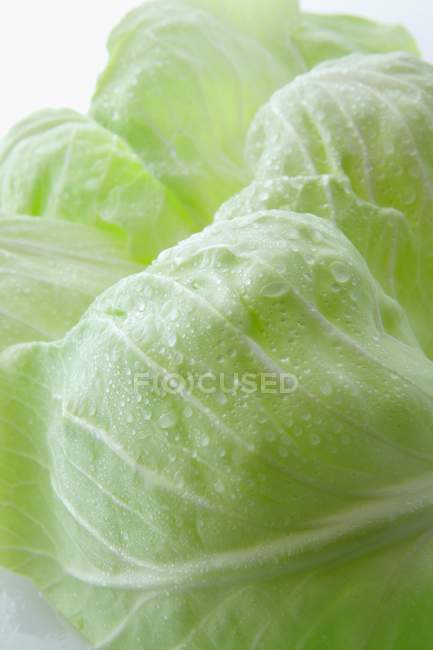 Freshly washed cabbage — Stock Photo