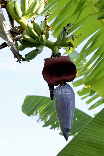 Flor de plátano y plátanos jóvenes - foto de stock