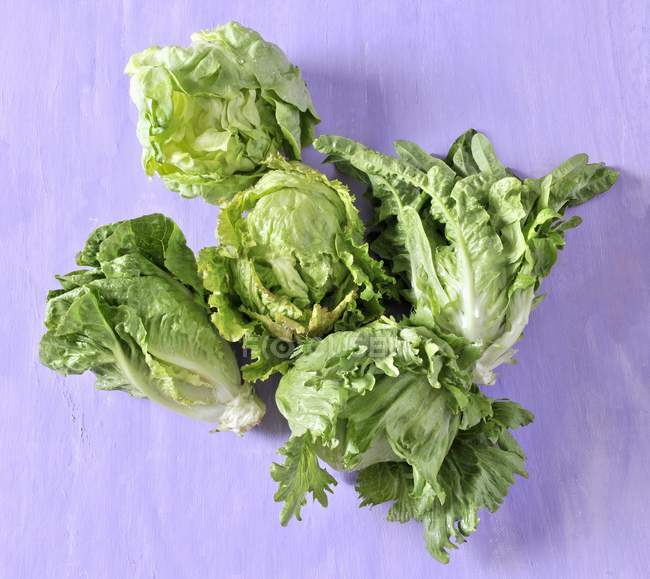 Two different lettuces — Stock Photo