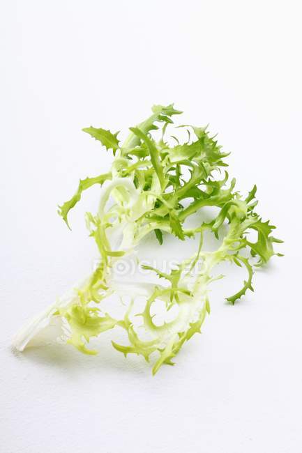 Frisee hojas verdes sobre fondo blanco - foto de stock