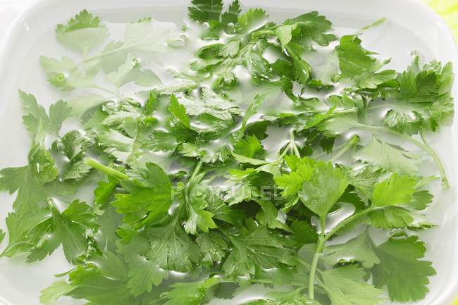 Salsa verde fresca — Fotografia de Stock