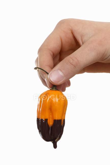 Hand hält eine Chilischote, die mit geschmolzener Schokolade auf weißem Hintergrund tropft — Stockfoto