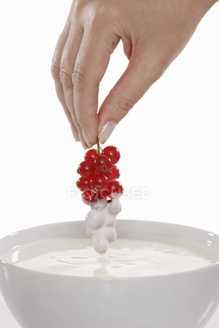 Hand eingetauchte rote Johannisbeeren in Joghurt — Stockfoto