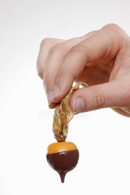 Nahaufnahme abgeschnittene Ansicht von Hand haltenden Umhang Stachelbeere tropfte in geschmolzene Schokolade — Stockfoto