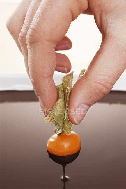 Closeup cropped view of hand holding Cape gooseberry dripped in melted chocolate — Stock Photo