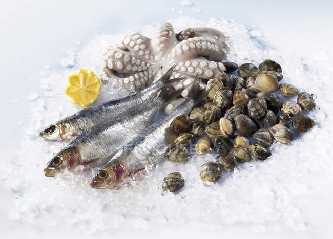 Sardines with muscles and octopus — Stock Photo