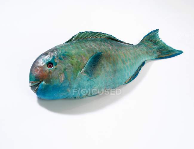 Fresh parrot fish — Stock Photo