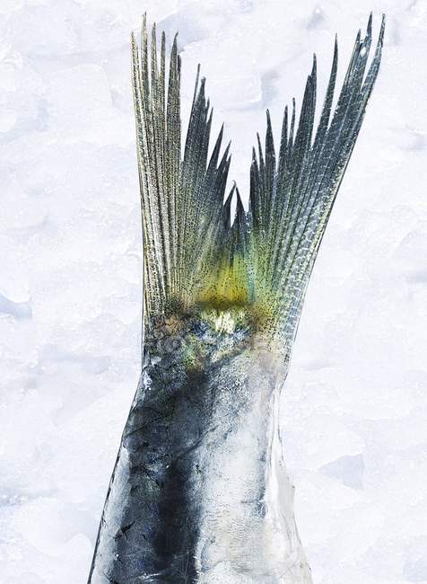 Barbatana de cauda de sardinha crua — Fotografia de Stock