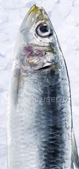 Sardine fraîche crue — Photo de stock