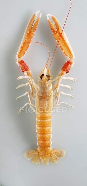 Norway lobster viewed from above — Stock Photo