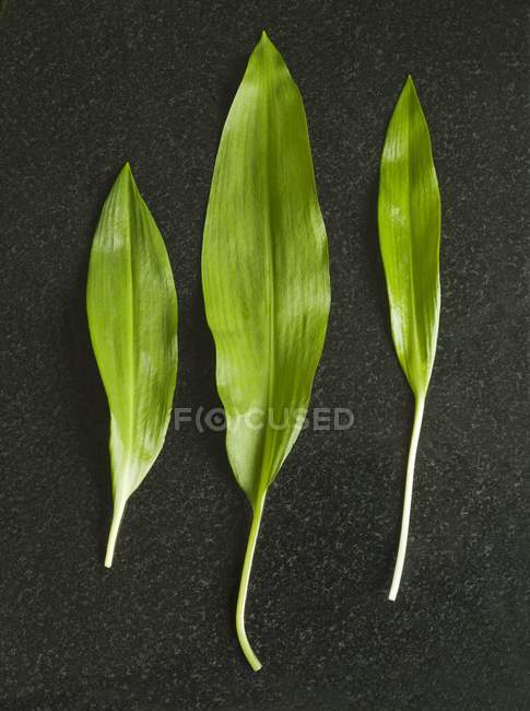 Fresh wild garlic — Stock Photo