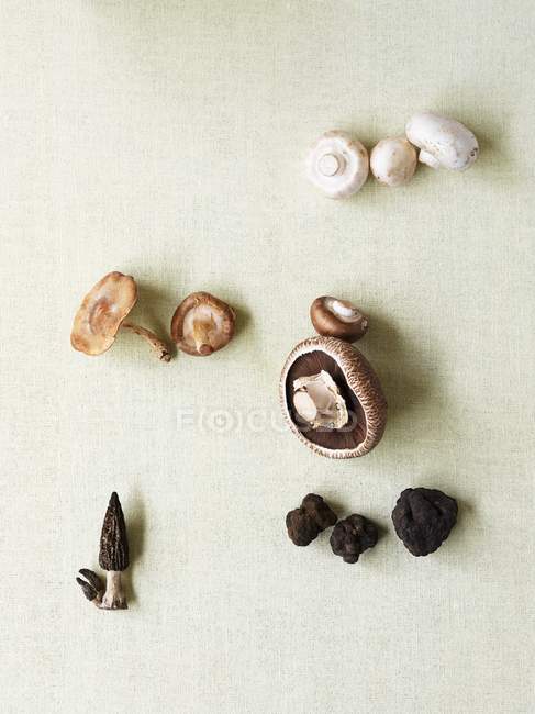 Verschiedene Pilze, Champignons — Stockfoto
