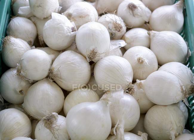 Weiße Zwiebeln in Kisten — Stockfoto