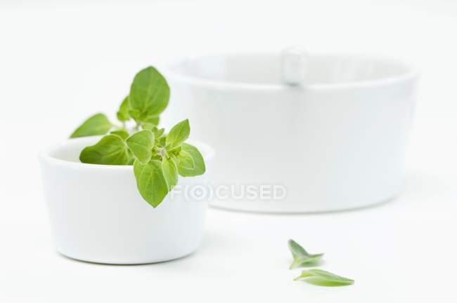 Fresh oregano in bowl — Stock Photo