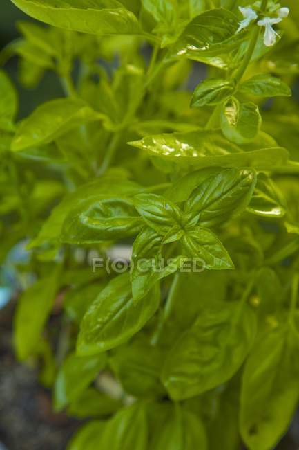 Manjericão verde fresco — Fotografia de Stock