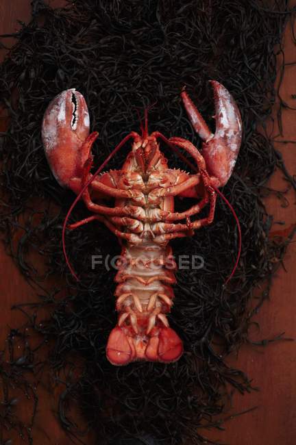 Whole Steamed Lobster — Stock Photo