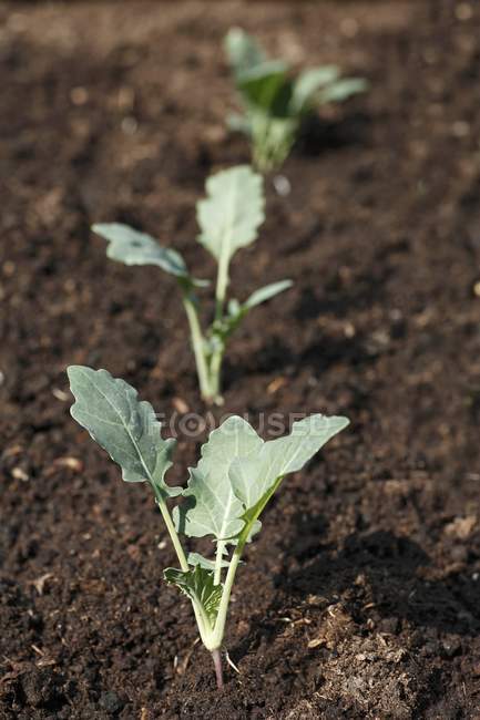 Piccole piante di cavolo rapa in un orto all'aperto durante il giorno — Foto stock