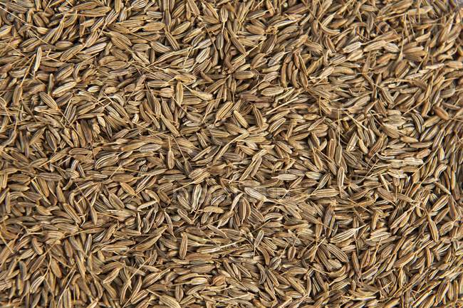 Fennels seeds, full frame — Stock Photo