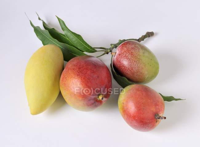 Fresh ripe mangoes — Stock Photo
