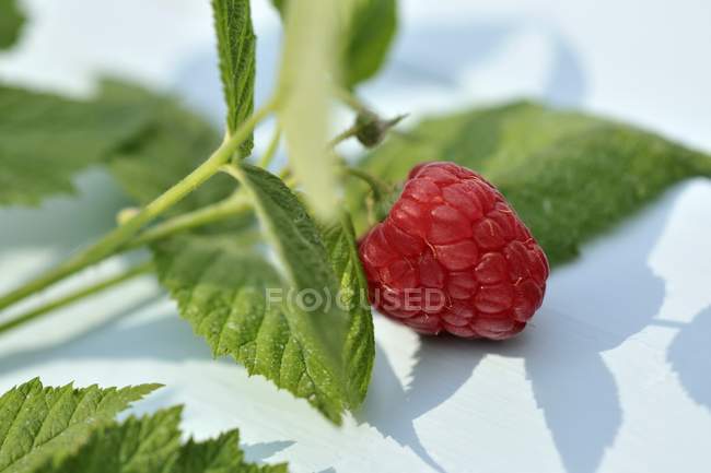 Raspberry with sprig and leaves — Stock Photo
