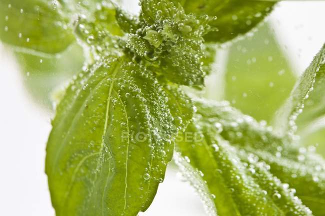 Basil leaves in water — Stock Photo