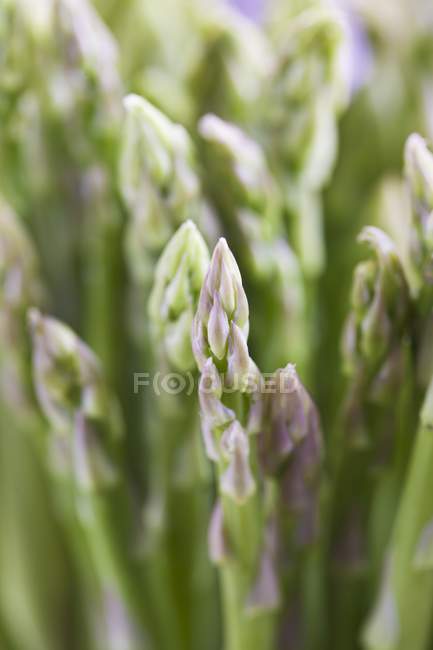 Lances d'asperges vertes — Photo de stock