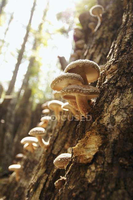 Shiitake Mushrooms on Oak — Stock Photo