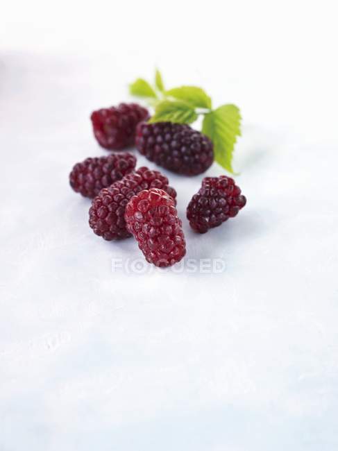 Fresh Loganberries with leaves — Stock Photo