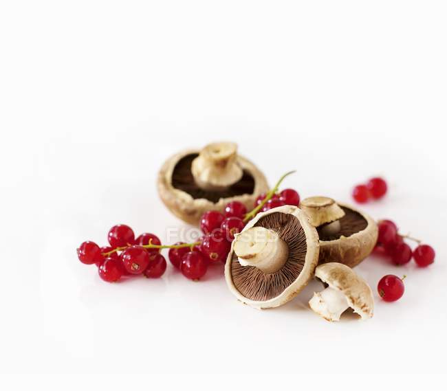 Cogumelos e groselhas vermelhas — Fotografia de Stock