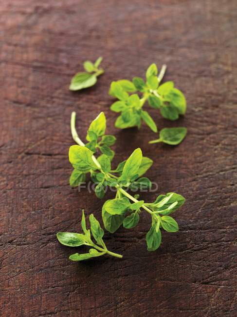 Fresh Oregano leaves — Stock Photo