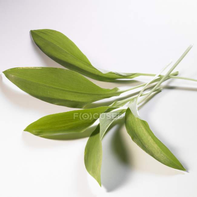 Varias hojas de ajo silvestre - foto de stock