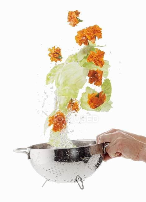Iceberg lettuces and marigolds — Stock Photo