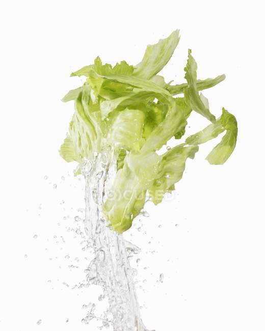 Айсберг салату промивають — стокове фото