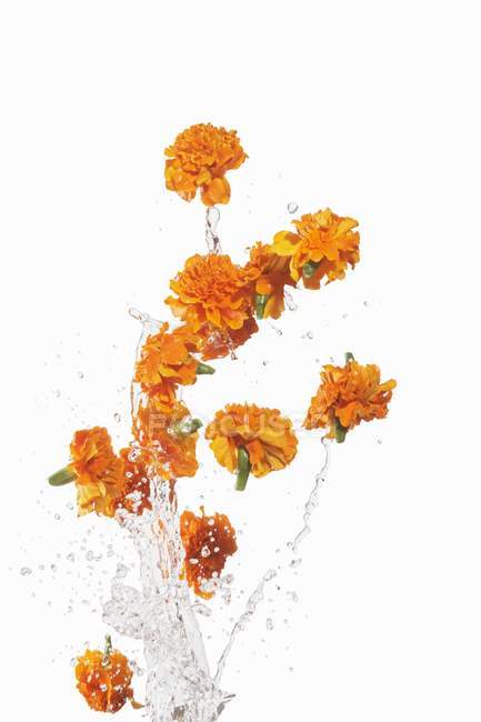 Vista close-up de lavar Marigolds com água em uma superfície branca — Fotografia de Stock