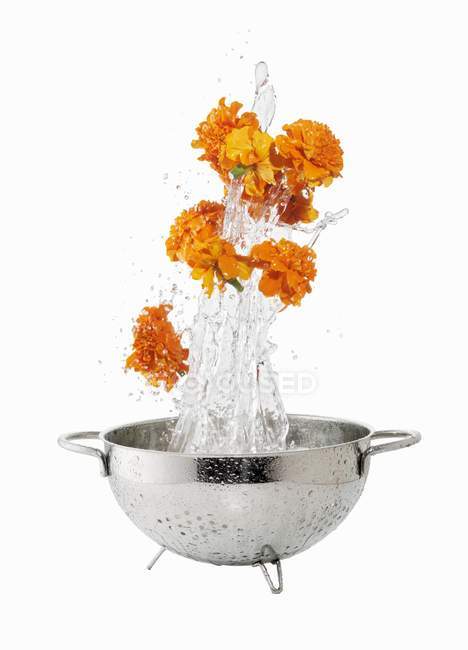 Closeup view of Marigolds in a water splash over colander — Stock Photo