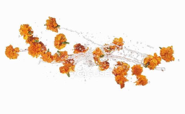Closeup view of splashing Marigolds in water — Stock Photo