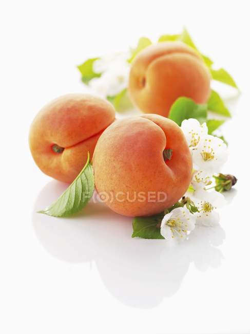 Ripe apricots with leaves and flowers — Stock Photo