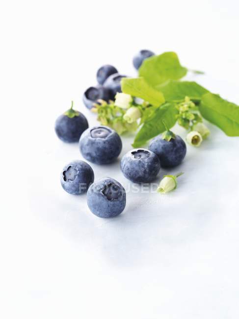 Blueberries with blossoms and leaves — Stock Photo