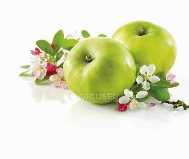 Manzanas verdes y rama - foto de stock
