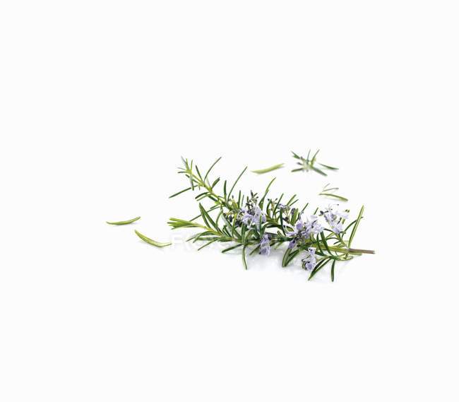 Rosmarinzweig mit Blüten — Stockfoto